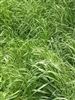 Wrens Abruzzi Winter Rye Grain Seed - 2 Lbs.