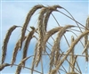 Wrens Abruzzi Winter Rye Grain Seed - 5 Lbs.