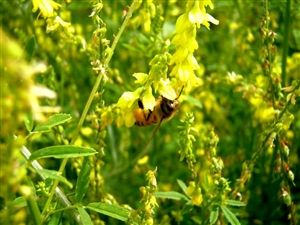 Yellow Sweet Blossom Clover - 10 Lbs.