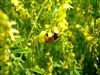 Yellow Sweet Blossom Clover - 50 Lbs.
