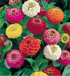 Zinnia Lilliput Mix Seed - 1 Packet