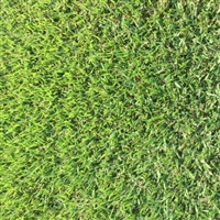 Zoysia Grass Plugs - 1 Tray