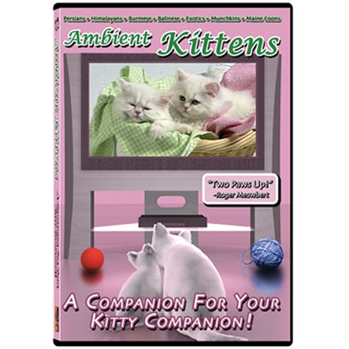 ambient-kittens-dvd
