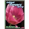 ambient flowers dvd