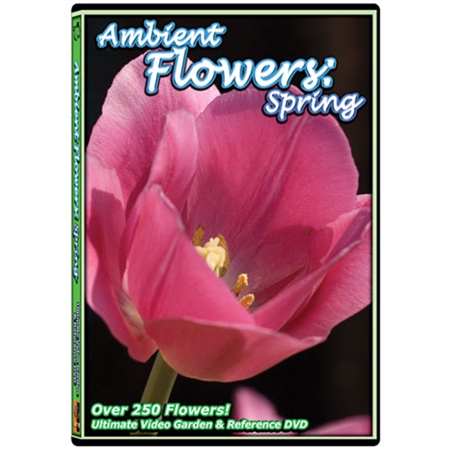 ambient flowers dvd