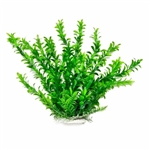 Aquatop Hygrophila Plant 20"