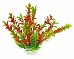 Aquatop Plant Hygrophila Green/Red 6"