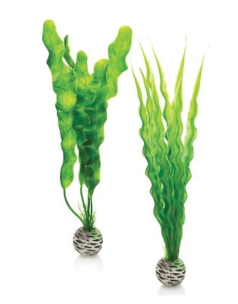 biOrb Easy Plant Green Medium Set of 2