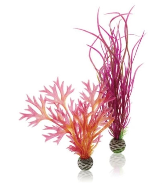 biOrb Plant Red/Pink Medium Set of 2