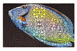 Flipper Aquarium Mat with Tang Artwork