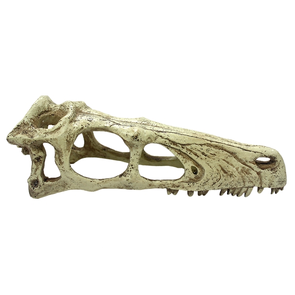 Komodo Raptor Skull - Large 9.5"