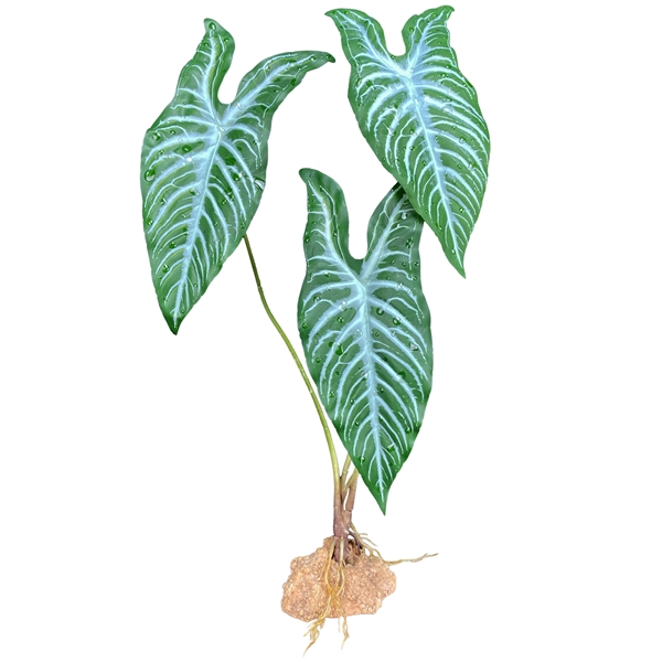 Komodo White Vein Standing Plant - 18"