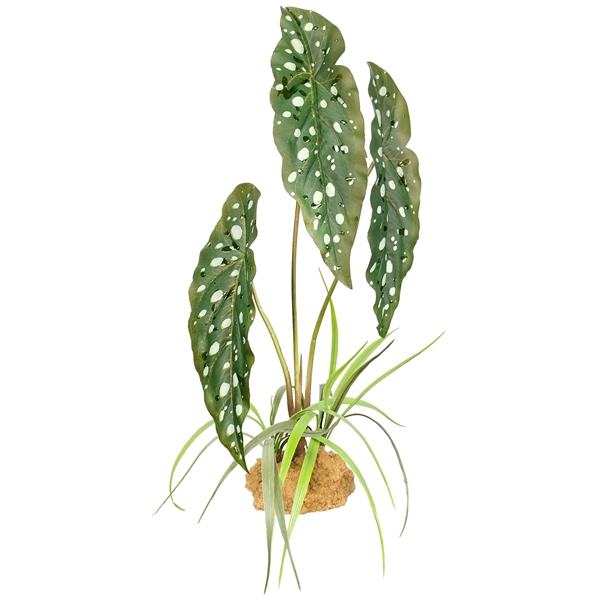 Komodo Spotted Begonia - 18"