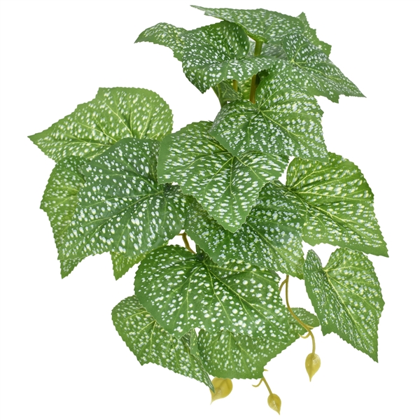 Komodo Standing Pothos - Small 5"