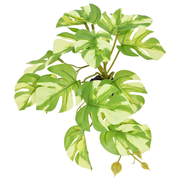 Komodo Standing Varigated Monstera - 5"