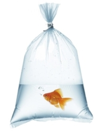 Fish Bags 6x16 - 2 mil 1000/ Box