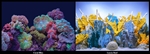 Seaview Coral Bliss/ Luscia Reef 18" x 50' Double Sided Background