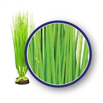 Weco Plant Asian Hairgrass 9"