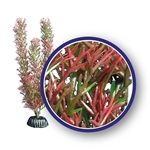 Weco Plant Red Foxtail 9"