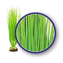 Weco Plant Asian Hairgrass 12"