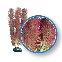 Weco Plant Red Cabomba 18"