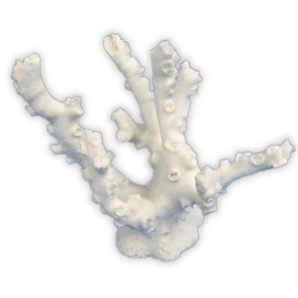 Weco Octopus Coral White - Small
