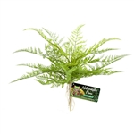 Zoomed Naturalistic Flora Lace Fern