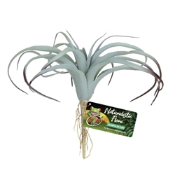 Zoomed Naturalistic Flora Tillandsia Air Plant