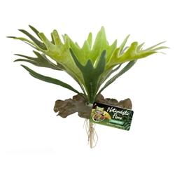 Zoomed Naturalistic Flora Staghorn Fern