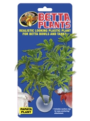Zoomed Betta Plant - Papaya