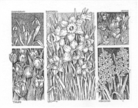 Spring Bulbs Note Card