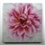 Dahlia in Bloom Tile is a perfect gift for a gardener!