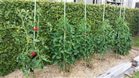 Tom Boy Flexible Tomato Plant Supports