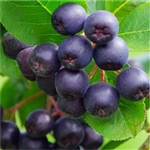 Acai Berry Extract - Water Based