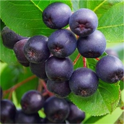 Acai Berry Extract - Water Based