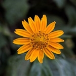 Arnica Butter