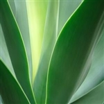 Aloe Vera Whole Leaf Gel Base - All Natural