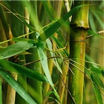 Bamboo Extract - Water Based