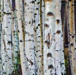 Birch Essential Oil