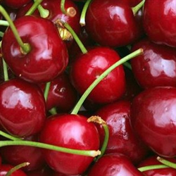 Cherry Flavor / Aroma - Oil Based