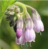 Comfrey Extract - Water Based