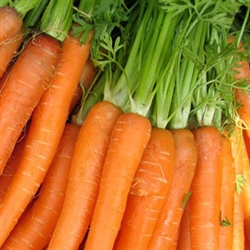 Carrot Root Extract - Water Based