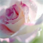 Delicate Rose Aroma / Scent - Oil Based