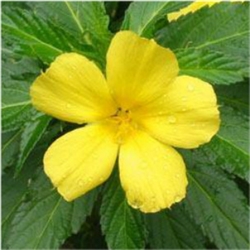 Damiana Extract - Water Based