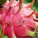 Dragon Fruit Extract - Water Based