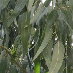 Eucalyptus Extract - Water Based