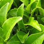 Green Tea Extract - Water Based