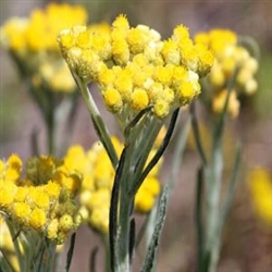 Helichrysum gymnocephalum Essential Oil <br> 0.1 oz / 3 ml