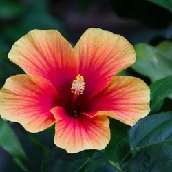 Hibiscus Flower Extract - Water Based