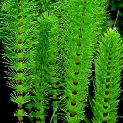 Horsetail Extract - Water Based